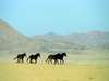 Desert Horse Inn - Klein-Aus Vista - Wild Horses 